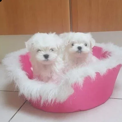 cuccioli maltesi di razza pura | Foto 1
