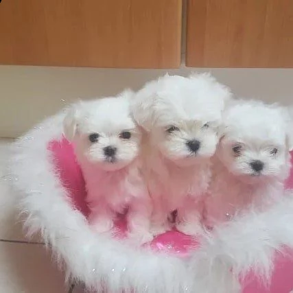 cuccioli maltesi di razza pura | Foto 0