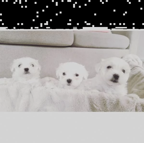 cuccioli maltesi disponibili per l'adozione