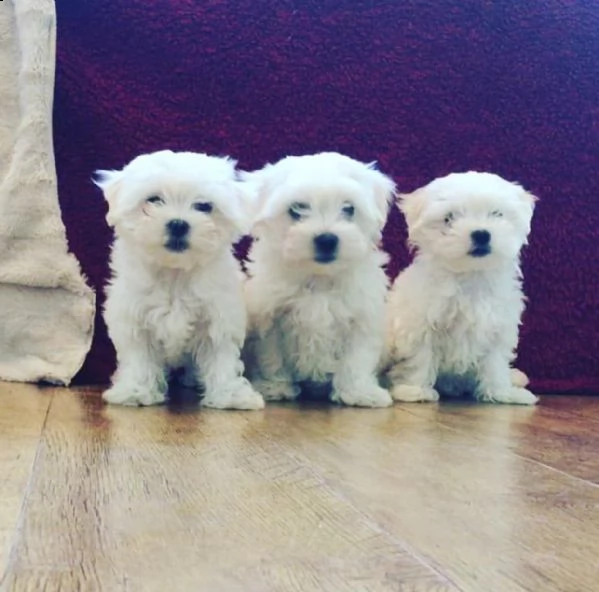 cuccioli maltesi disponibili per l'adozione | Foto 1