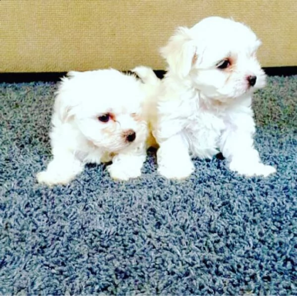 cuccioli maltesi disponibili per l'adozione | Foto 0