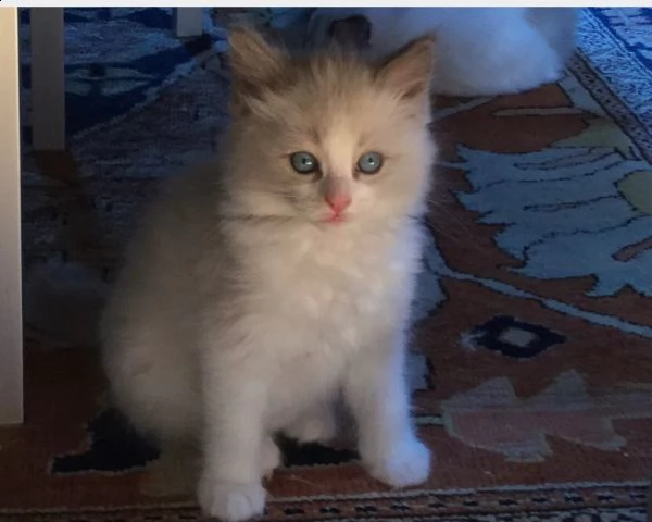 5 magnifici cuccioli ragdoll pedigree