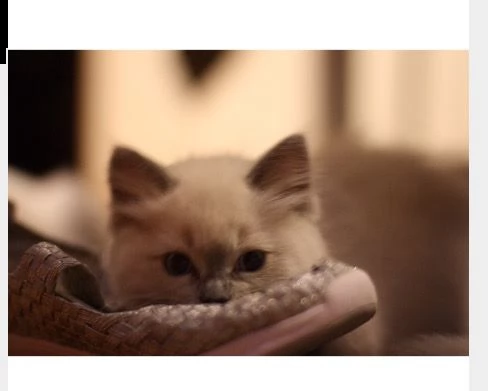 5 magnifici cuccioli ragdoll pedigree | Foto 3