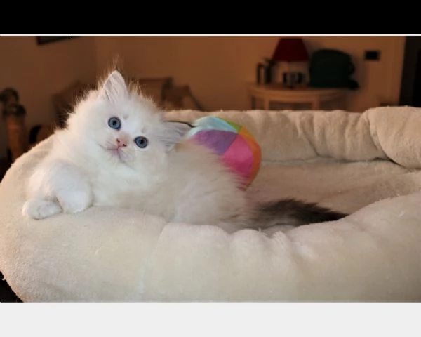 5 magnifici cuccioli ragdoll pedigree | Foto 0