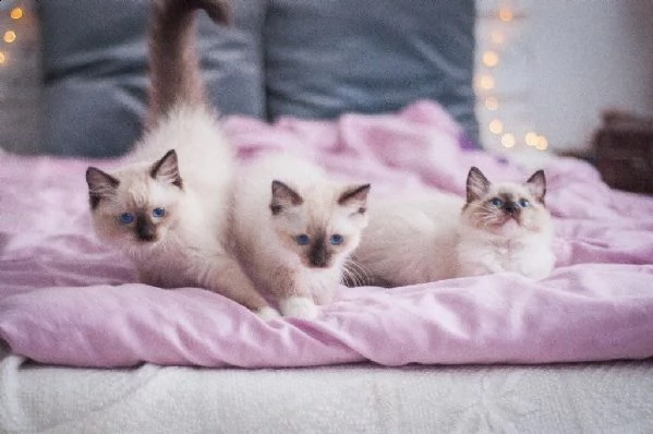 gattini ragdoll maschi e femmini