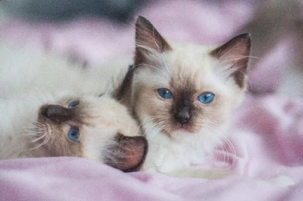 gattini ragdoll maschi e femmini | Foto 0