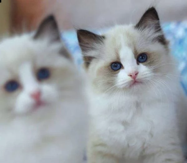 6 cuccioli disponibili | Foto 1