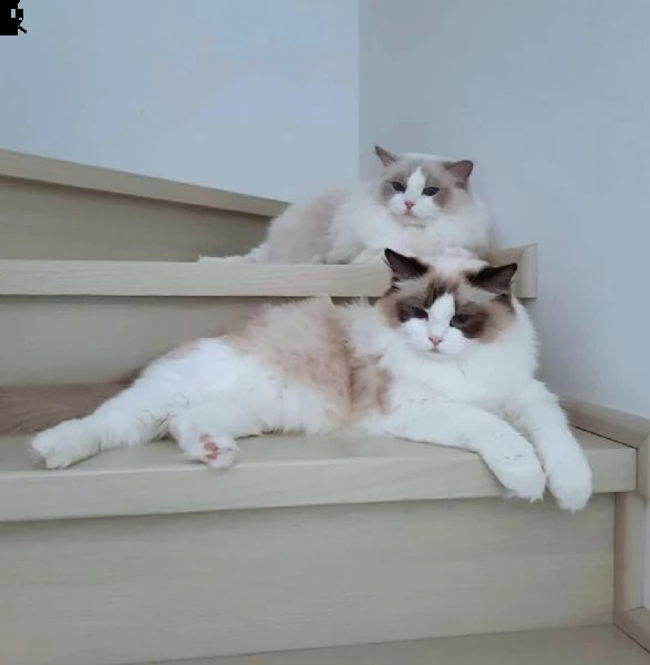 6 cuccioli disponibili | Foto 0