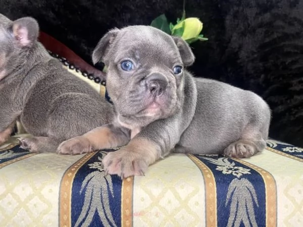 cuccioli di bouledogue francese (colore blu)