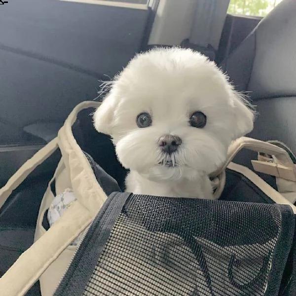 regalo maltese((()) | Foto 0