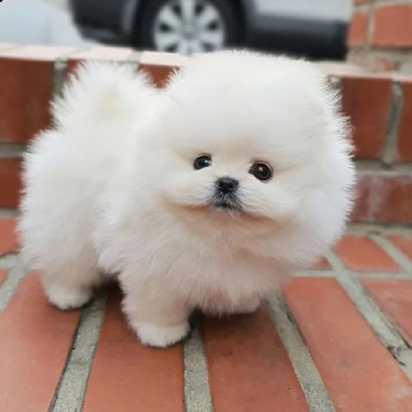 regalo  volpino pomerania mini toy  | Foto 0