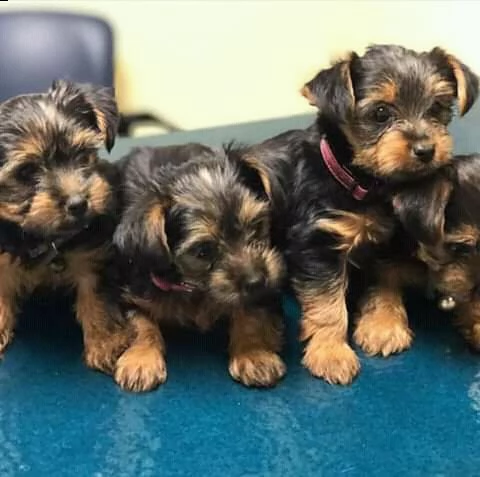cuccioli di yorkshire per l'adozione | Foto 2