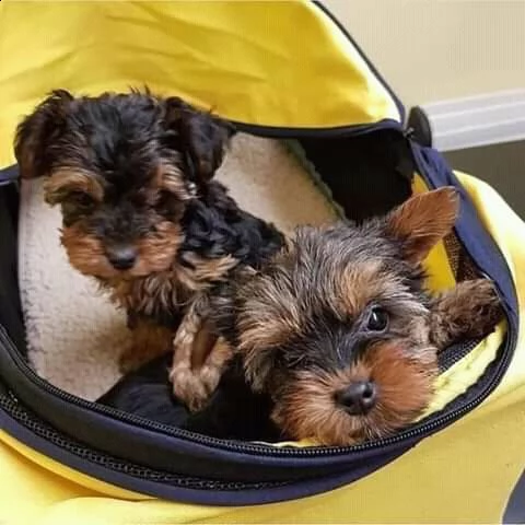 cuccioli di yorkshire per l'adozione | Foto 1