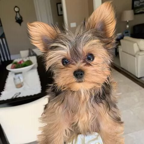 cuccioli di yorkshire per l'adozione | Foto 0
