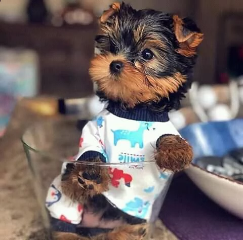 cuccioli di yorkshire per l'adozione