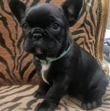 4 cuccioli di bulldog francese  | Foto 2