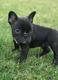 4 cuccioli di bulldog francese  | Foto 1