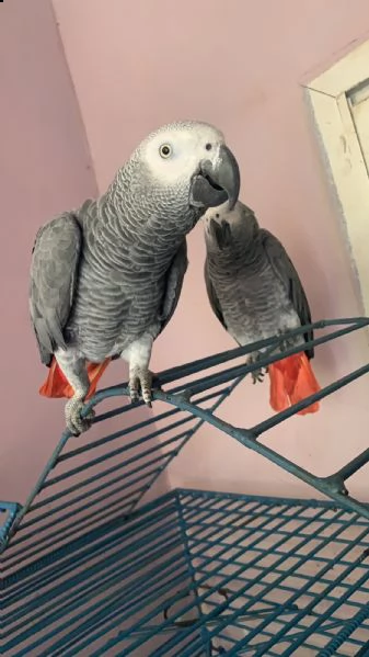 pappagalli e uova di pappagallo