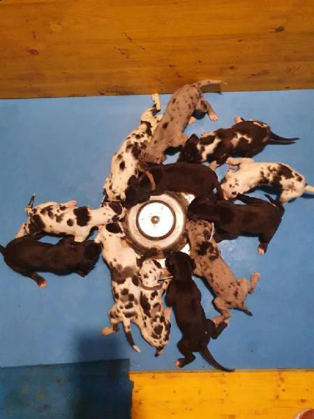 incredibili cuccioli di alano | Foto 1