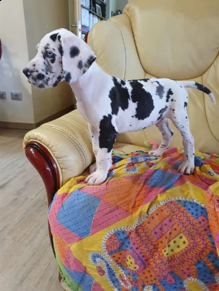 incredibili cuccioli di alano | Foto 0