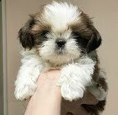 shih tzu