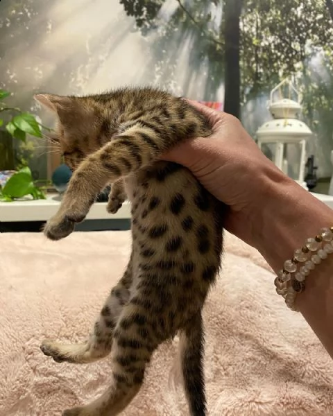 incredibili gattini bengle cross