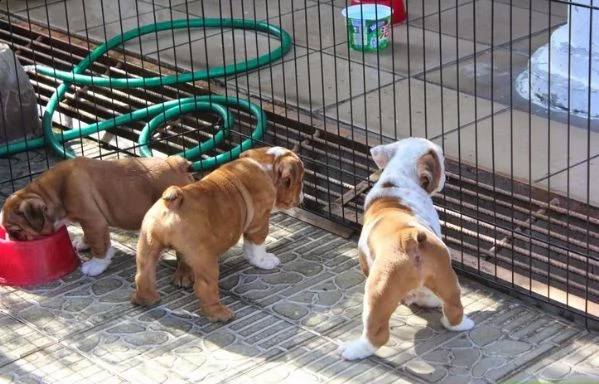 disponibili splendidi cuccioli di bulldog inglese