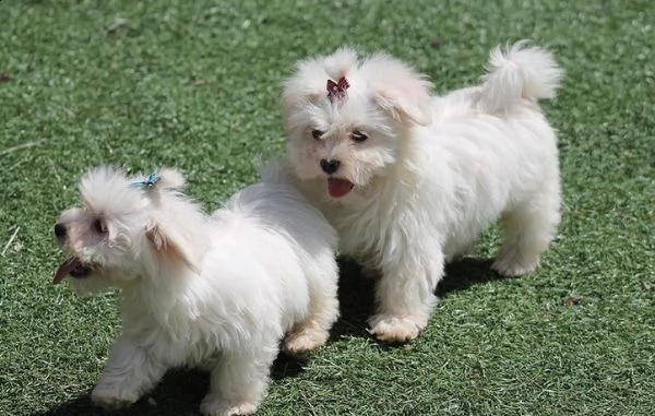 adorables y excelentes cachorros malteses