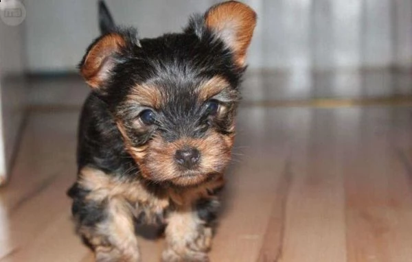 cuccioli giocattolo regalo, yorkshire terrier,