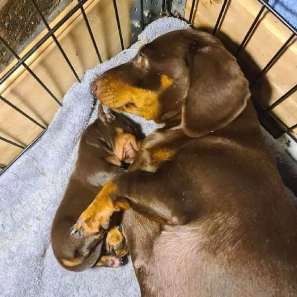 regalo cuccioli di bassotto