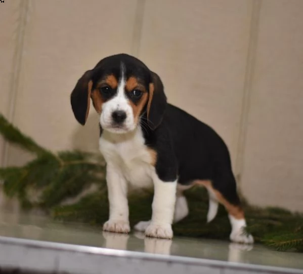 beagle