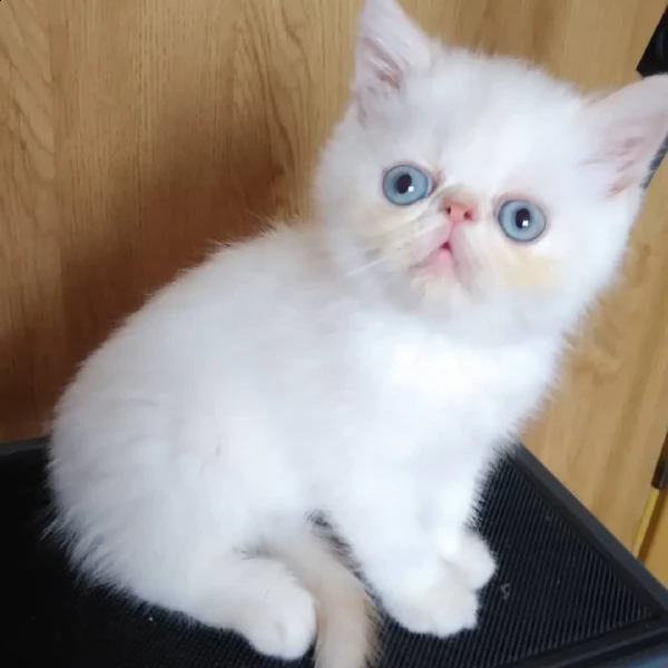 simpatici gattini persiani da adottare. | Foto 1