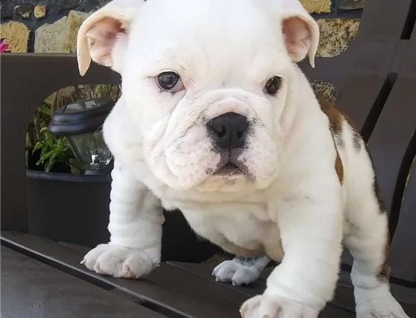 cute bulldog | Foto 0