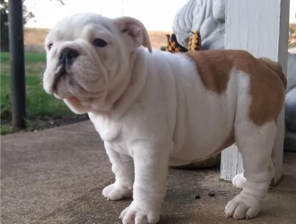 cute bulldog
