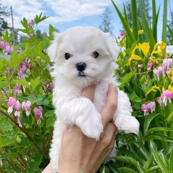 cuccioli di maltese toy