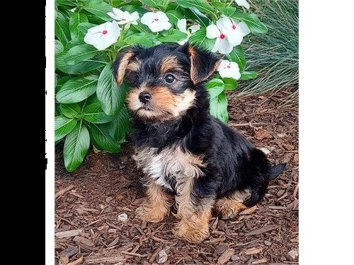 cuccioli de york shire