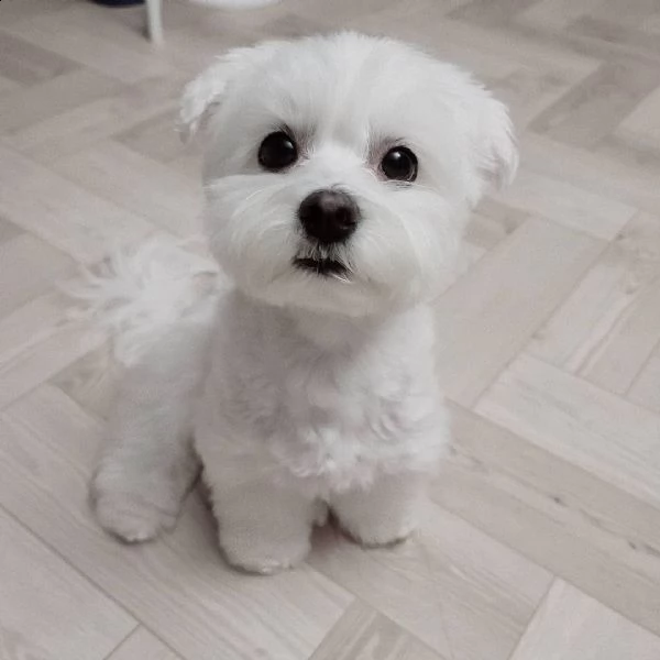 regalo  cuccioli di maltese