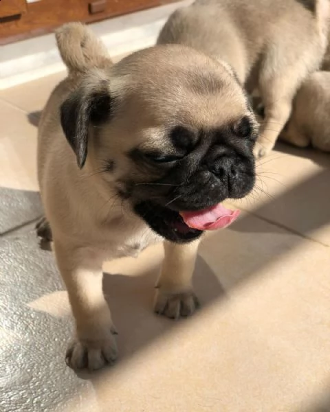 simpatici cuccioli di carlino pronti e belli disponibili