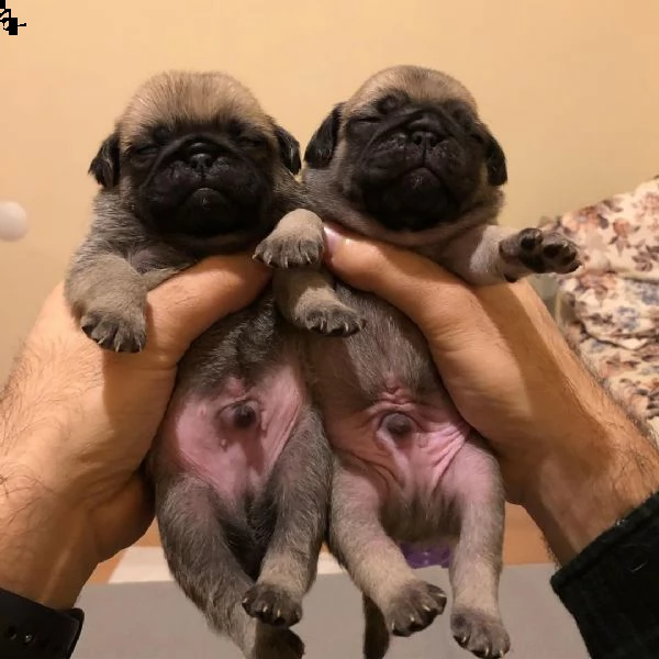 cuccioli di carlino carino pronti per andare in una casa per sempre