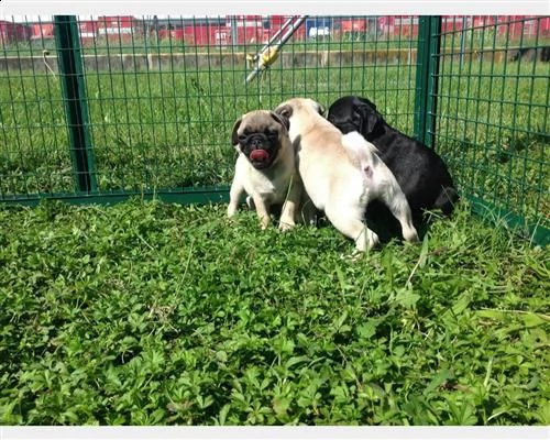 cuccioli carlini con pedigree
