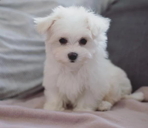 cuccioli maltesi in adozione