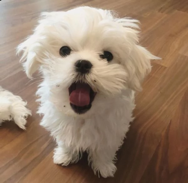 cuccioli maltesi in adozione | Foto 2