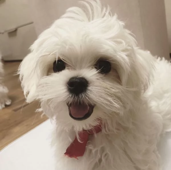 cuccioli maltesi in adozione | Foto 1