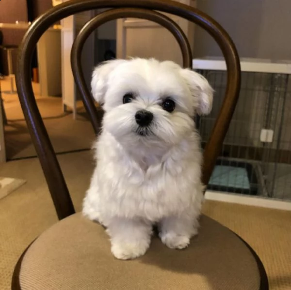 cuccioli maltesi in adozione | Foto 0