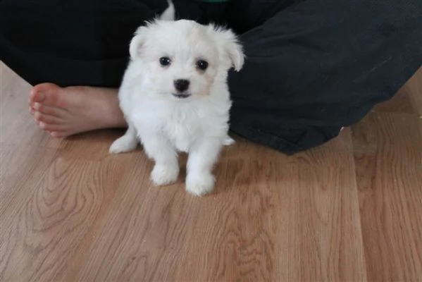 vendita cuccioli di maltese piccolissimo