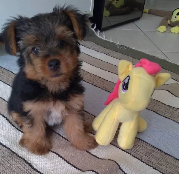 regalo cuccioli di yorkshire