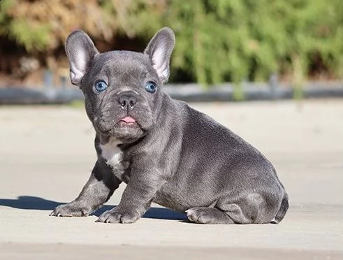 bouledogue - bulldog francese bianchi e neri cuccioli