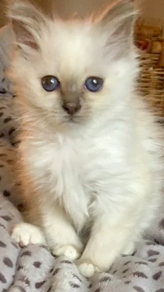 ragdoll gattini disponibili | Foto 0