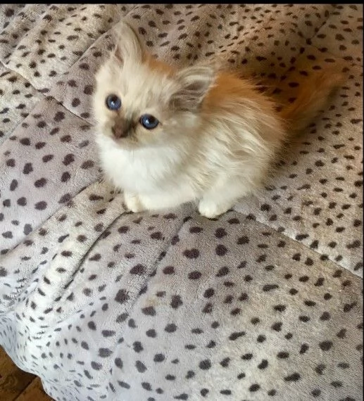 ragdoll gattini disponibili