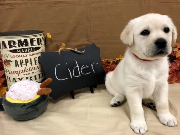 cucciolo labrador chocolate 